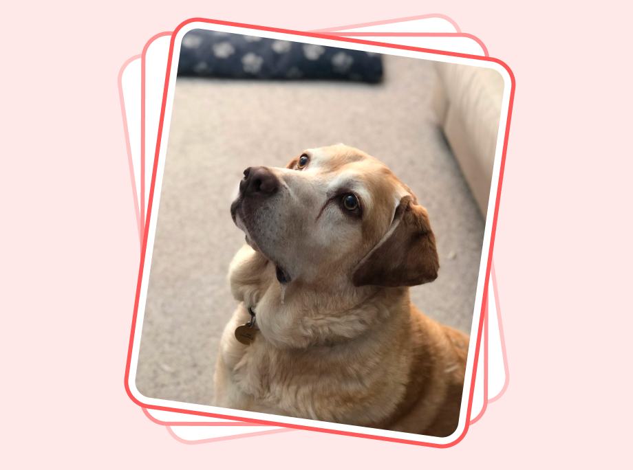 Photo of Harvey the Labrador 